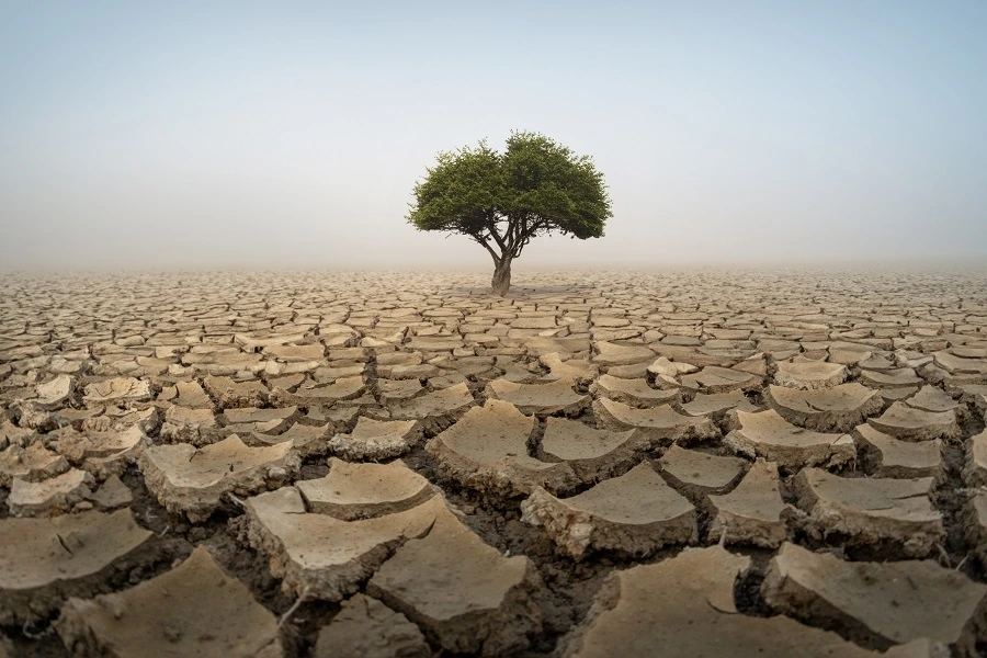 tree on cracked earth